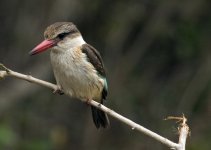 Brown-hooded Kingfisher, Sweni Waterhole, Kruger National Park.jpg