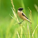 Eastern Stonechat.jpg