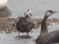 Goose 01 copy.jpg