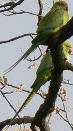 parakeet.ad.juv.jpeg