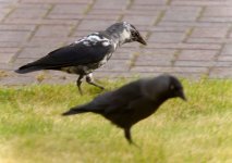 Leucistic-Jackdaw.jpg