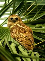 Pel's-Fishing-Owl.jpg