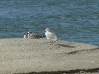 L1330552_Herring Gull.jpg