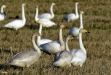 Whooper Swans with Ims.jpg