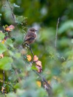 Stonechat(f).jpg