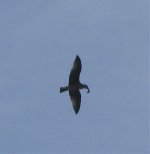 Black tern ?01.jpg