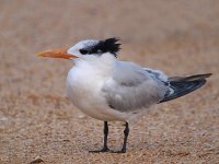 royal tern_1020599.jpg