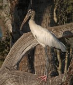 wood stork_1660959.jpg