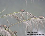 house sparrow.jpg