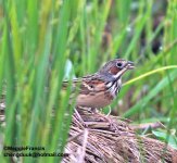 Chestnut-eared Bunting.jpg