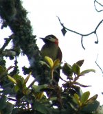 Crimson-mantled Woodpecker DSCF2350.jpg