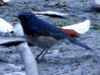 orangeflankedbushrobin.jpg