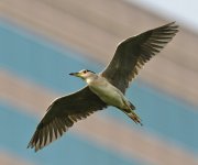 bc night heron flight_DSC0040.jpg