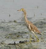 chinese pond heron_DSC0553.jpg