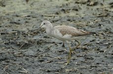 greenshank_DSC1077.jpg