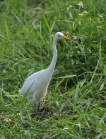 intermediate egret_DSC0925.jpg