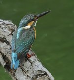 common kingfisher 1.7x c_DSC4979_1.jpg