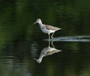 greenshank 1.7x_DSC5229.jpg