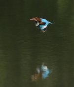 wt kingfisher flight 1.7x c_DSC5520_1.jpg