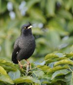 crested myna 1.7x_DSC9148.jpg