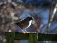 Dunnock (R).jpg