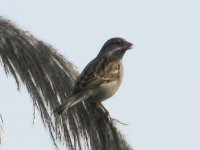 Housesparrow3.jpg