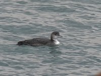 L1340423_Great Northern Diver.jpg