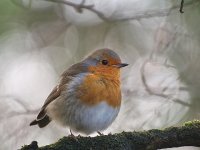 Robin_0251-640x480.jpg