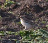 WaterPipit.jpg