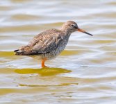 Redshank.jpg