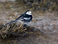 PiedWagtail.jpg