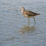 Greenshank@750.jpg