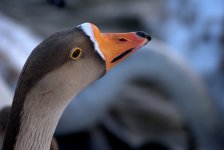 Greylag Goose (R).jpg