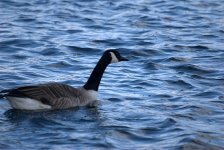 Canada Goose (R).jpg