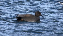 Gadwall (R).jpg