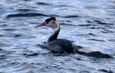 Great Crested Grebe (R).jpg