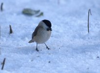 Marsh Tit (R).jpg