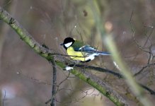 Great Tit (R).jpg