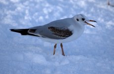 Black Headed Gull (R).jpg