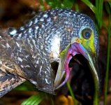 Malayan Night Heron.jpg