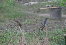 kingfishers2.jpg