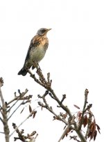 Fieldfare.jpg