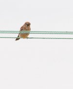 Kestrel(f).jpg