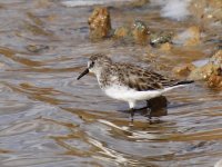 Image0228_Little Stint.jpg