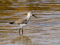 Image0291_Curlew Sandpiper.jpg