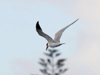 Image0358_Caspian Tern.jpg