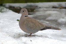 Collared Dove (R).jpg