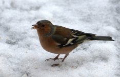 Chaffinch (R).jpg