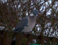 Wood Pigeon (R).jpg