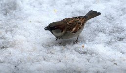 House Sparrow (R).jpg